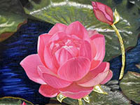 Lotus